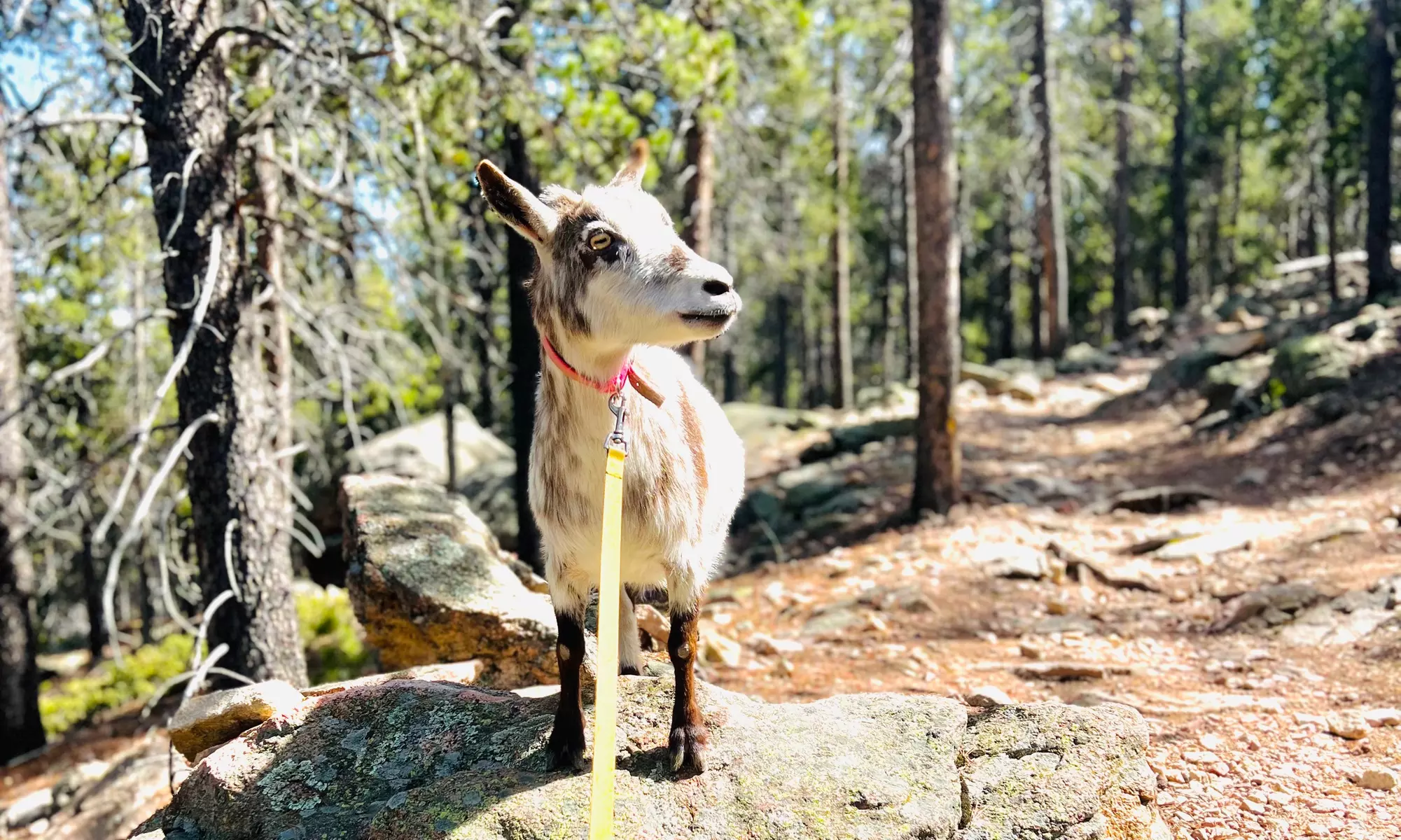 Up to 33% Off on Hiking Trails at Guided Goat Hikes - Second Medium
