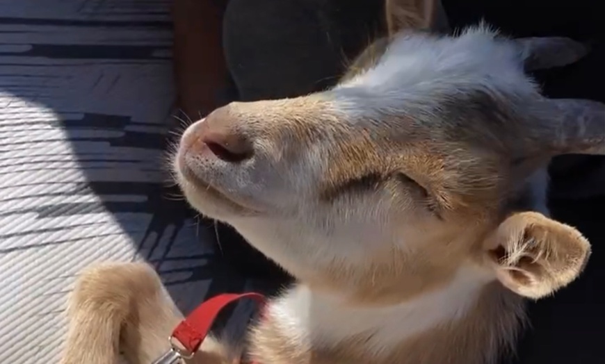 Image 5: Cute Goats Cuddle Session Tickets to Rescue Ranch Petting Zoo 