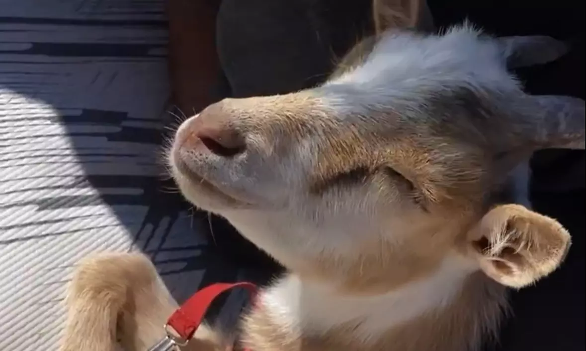 Cute Goats Cuddle Session Tickets to Rescue Ranch Petting Zoo