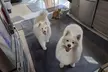 Up to 34% Off on Pet Sitter / Dog Walker at DSM Pet Care Club - Second Medium