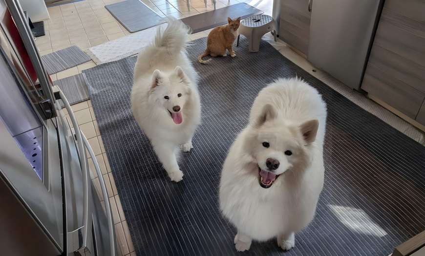 Image 7: Up to 41% Off on Pet Sitter / Dog Walker at DSM Pet Care Club