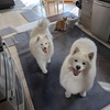 Image 7: Up to 34% Off on Pet Sitter / Dog Walker at DSM Pet Care Club