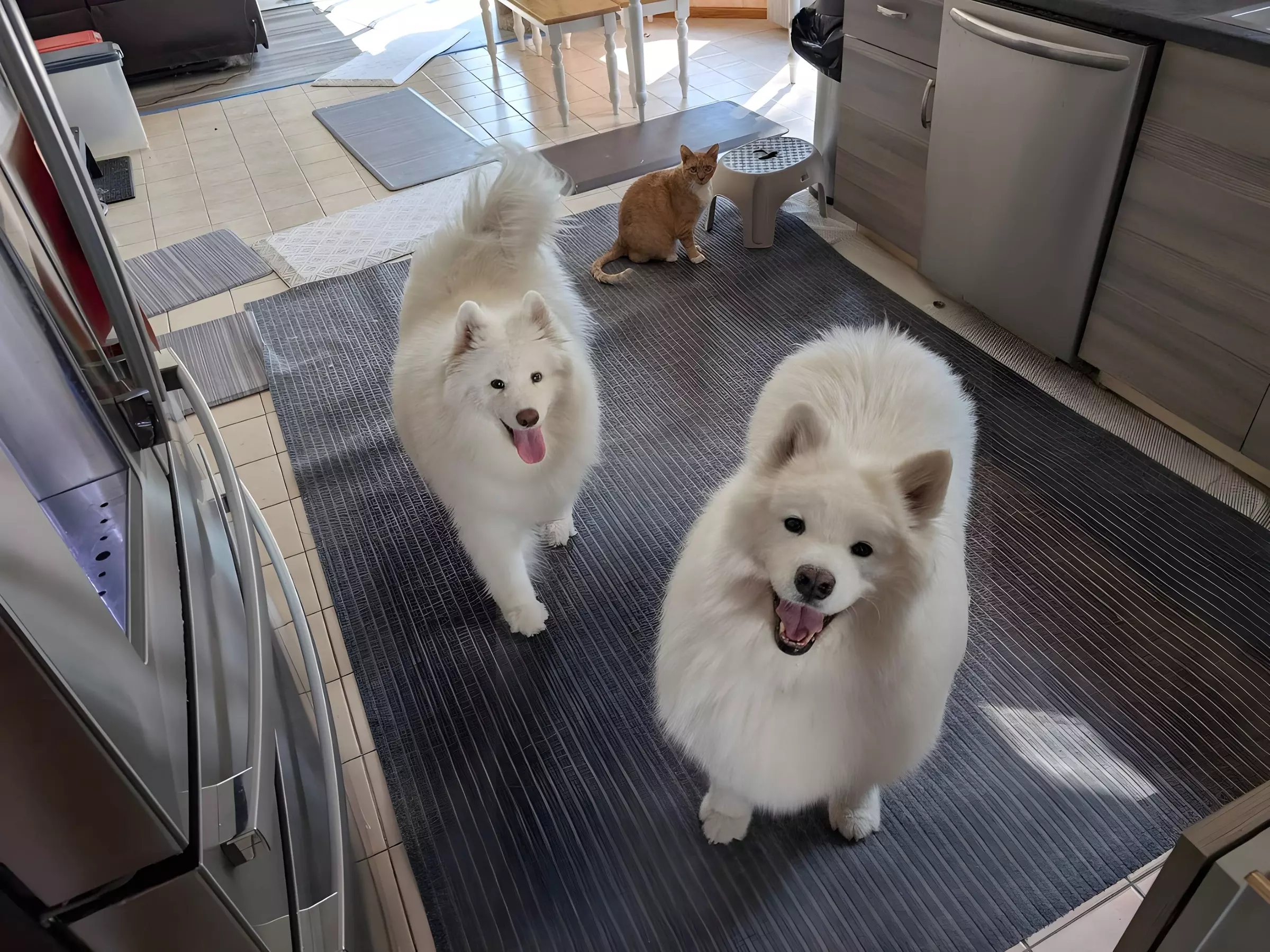 Up to 34% Off on Pet Sitter / Dog Walker at DSM Pet Care Club