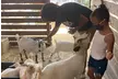 Petting Zoo and Pony Ride (Up to 28% Off) at Happi Farm - Second Medium