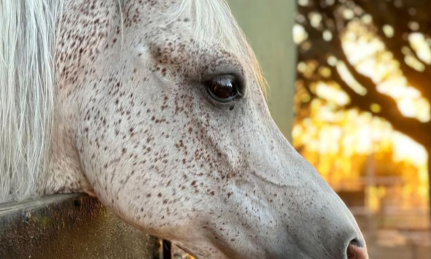 Image 2: Explora la naturaleza de Tenerife a caballo, sin experiencia previa