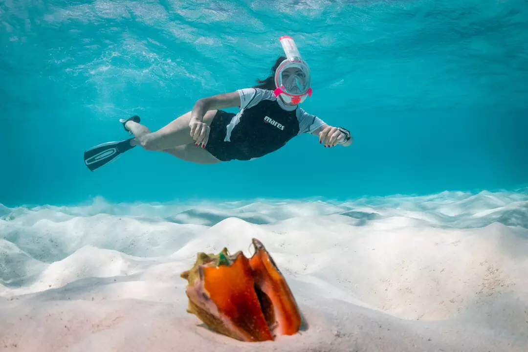Snorkel (Activity / Experience) at Clubsub Diving Club