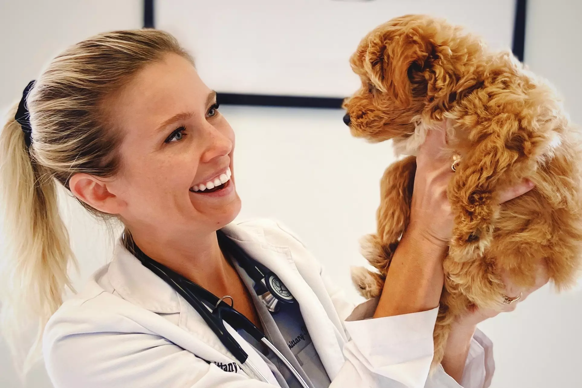 Up to 91% Off on Vet at Pet Health Center - Primary Image
