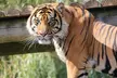 Save  Up to 44% Off on Digital Animal Adoption + Entry to Howletts Wild Animal Park – Support Wildlife Conservation - Image 5