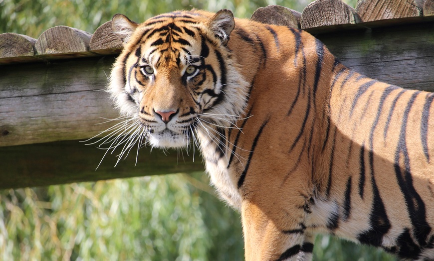 Image 6: 44% Off on Animal Adoption and Entry to Howletts Wild Animal Park