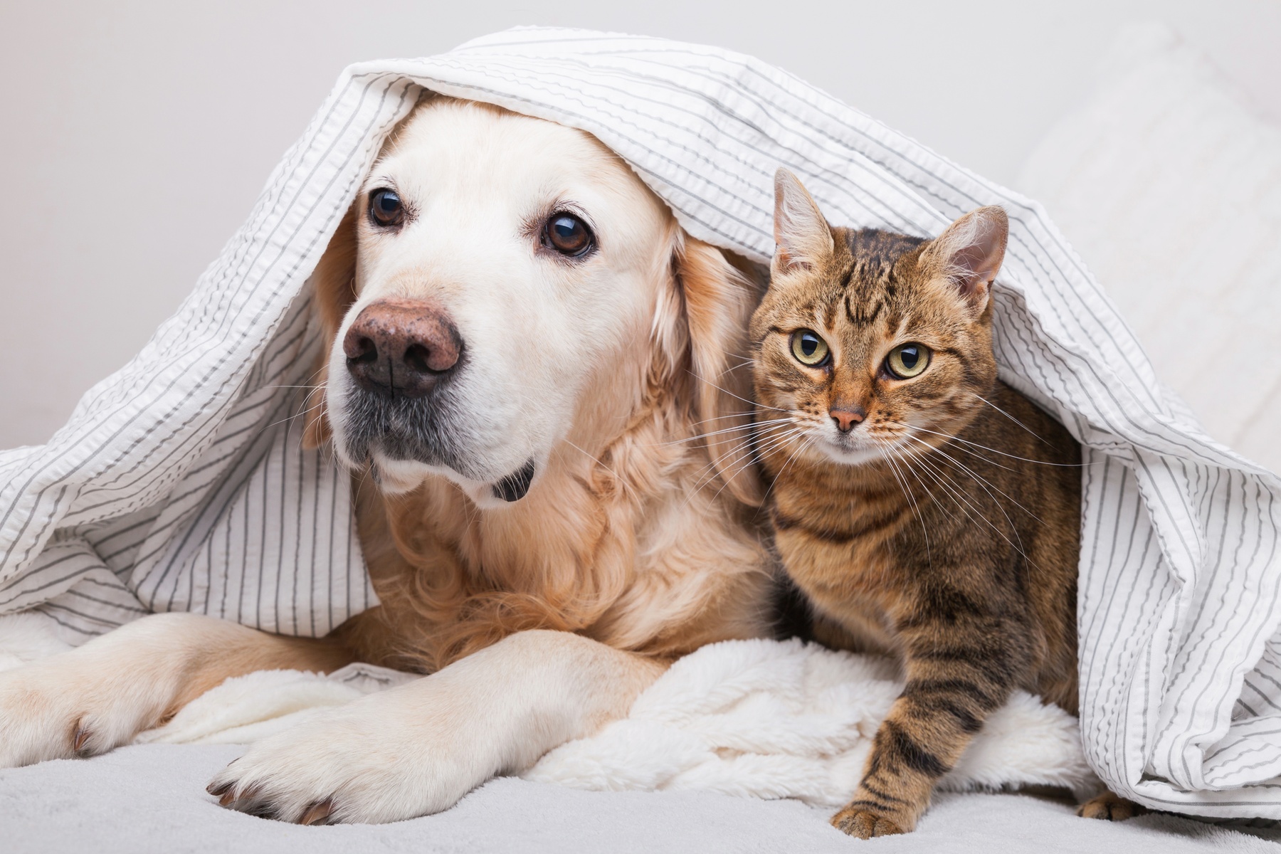 Effective Interior Flea & Tick Treatment for Pet Lovers