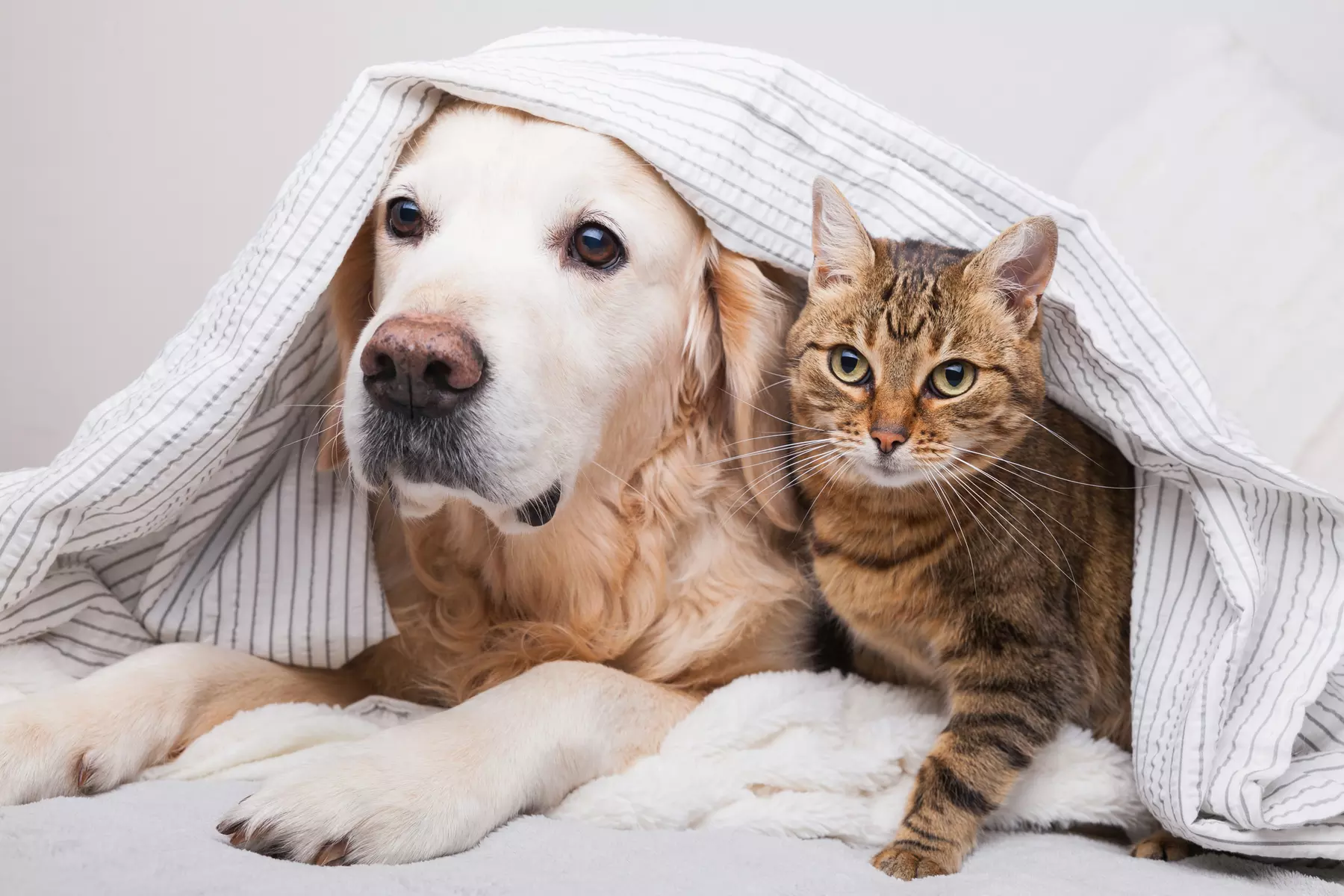 Experience Southern Pest Control's precise interior flea and tick treatment for pet lovers, with up to 81% off. - Primary Image