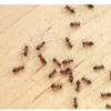 Image 2: Up to 68% Off on Inspection - Structural at Impressive Exterminating Pest Control