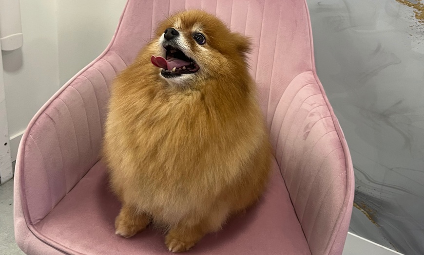 Image 1: Toilettage complet pour chien ou chat à prix doux