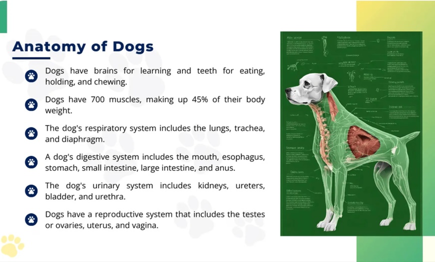 Image 4: Master Dog Handling with Dog Behaviour and Training Course