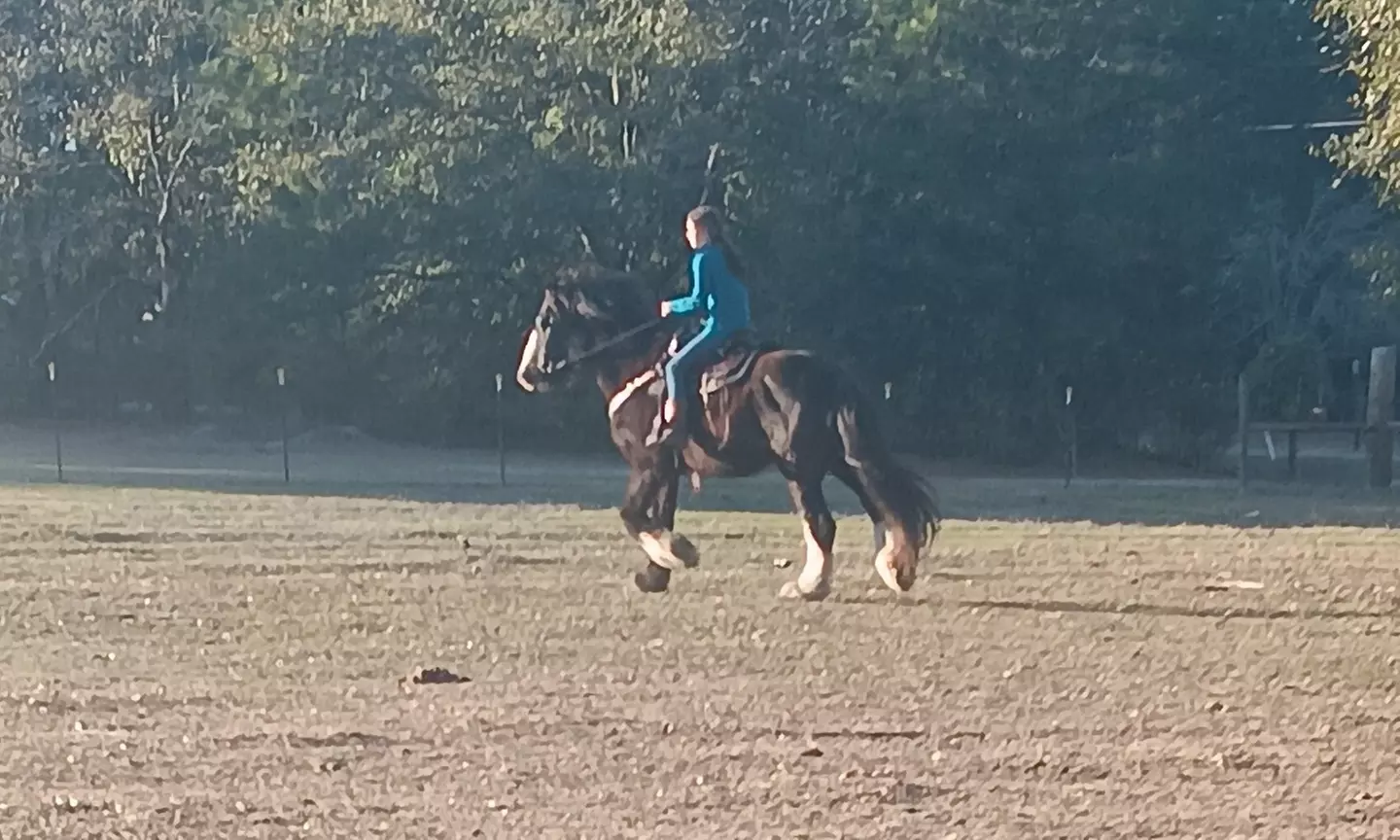 Explore Horseback Riding with Flexible Lesson Packages