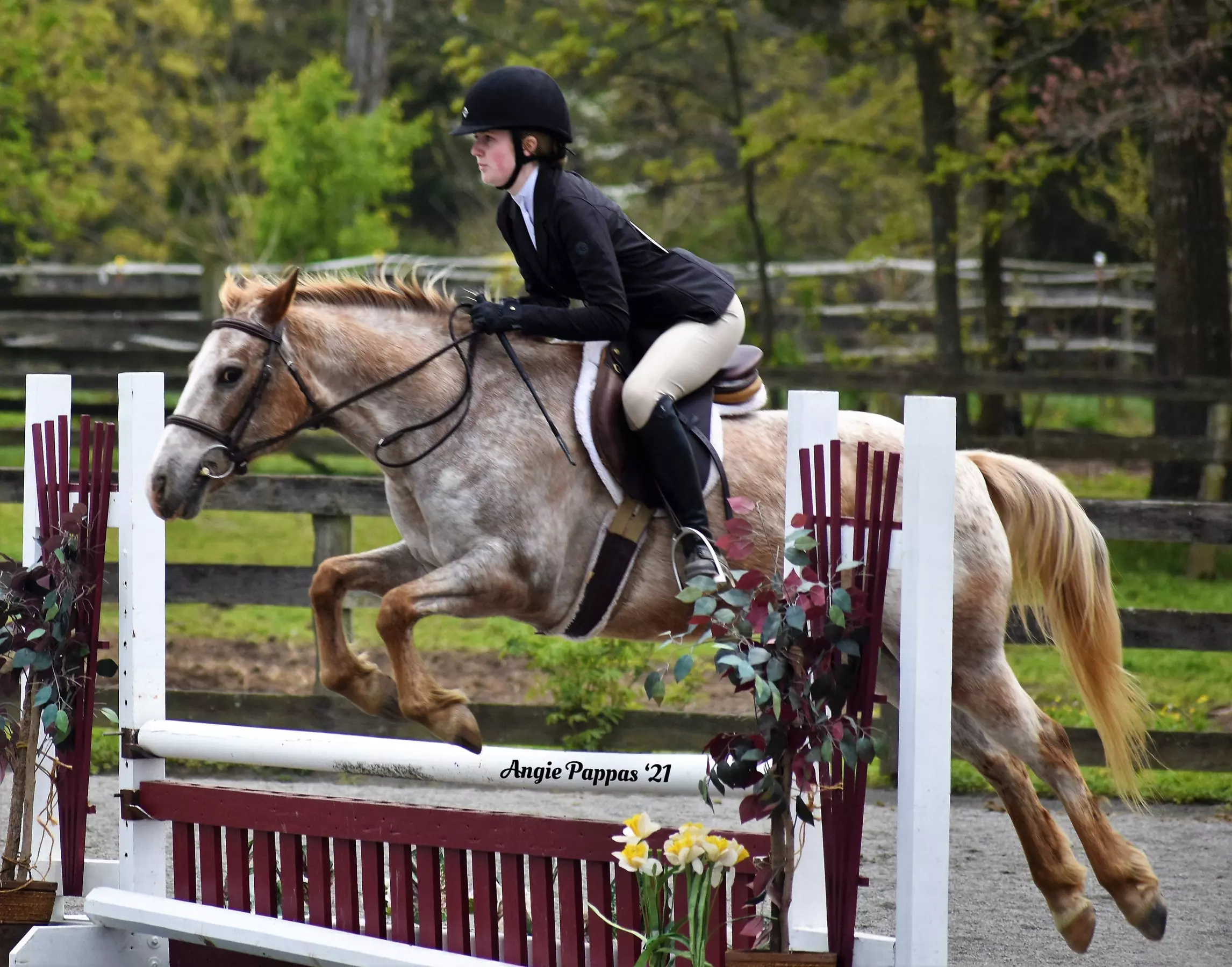 Up to 38% Off on Horse Back Riding at Williams Instruction and Training LLC - Primary Image