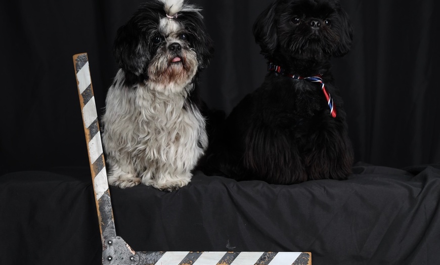 Image 3: Portrait animalier : capturez l’instant avec votre compagnon