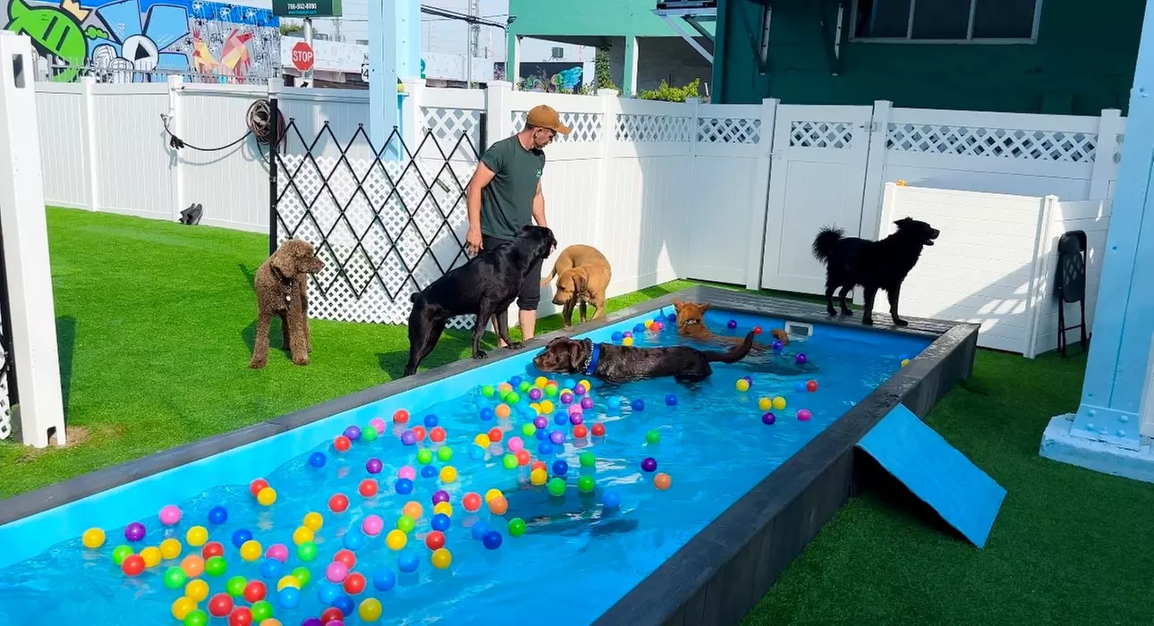 Up to 30% Off on Doggie Daycare Services at freeDOGm - Primary Image
