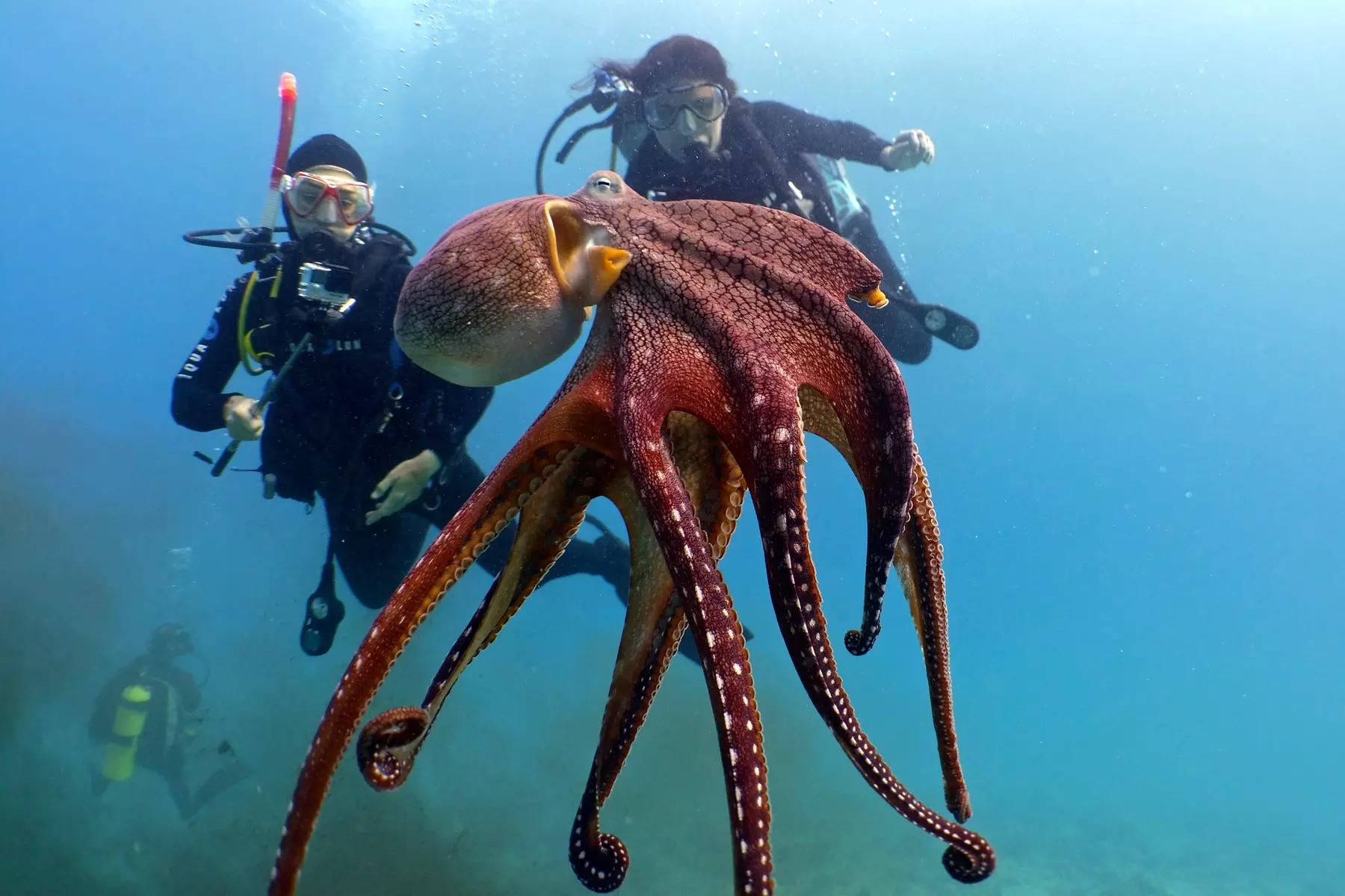 Dive Certifications, Beginner Group or Private Dive Excursions from Banzai Diver's Hawaii - Save up to 40%