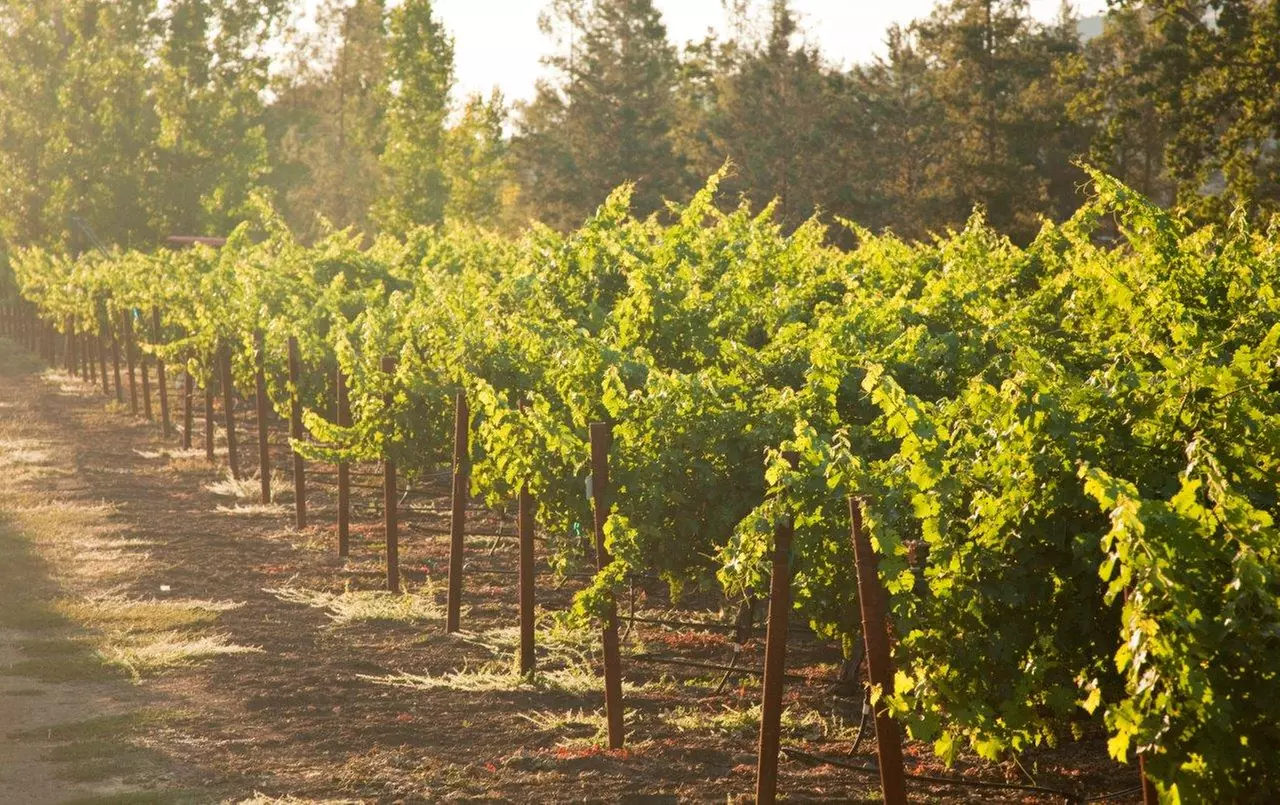 Up to 44% Off on Wine Tasting at Envy Wines - Second Medium