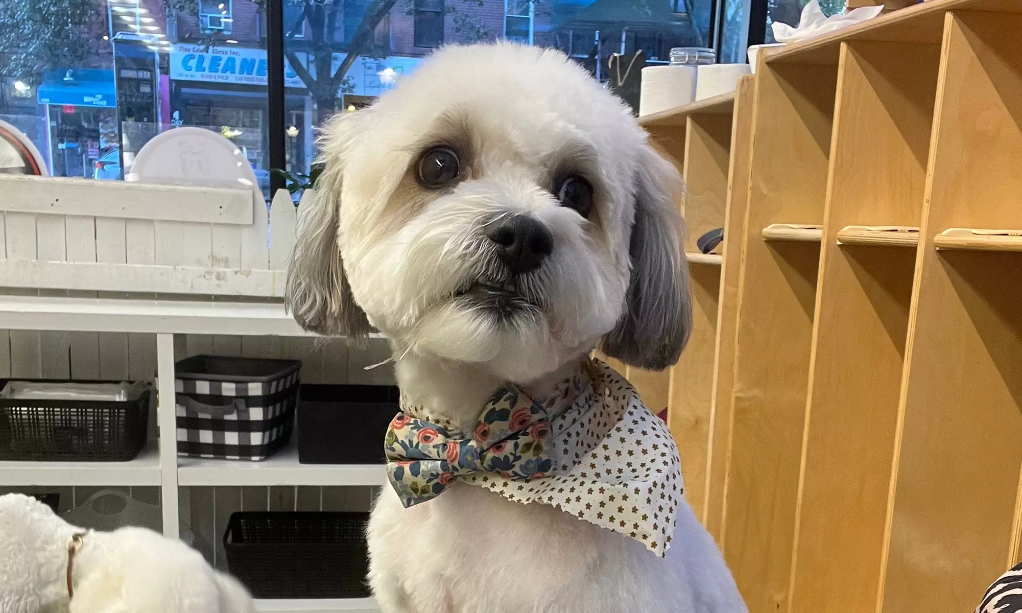 Up to 38% Off on Pet Daycare at Bark Place NYC - Second Medium