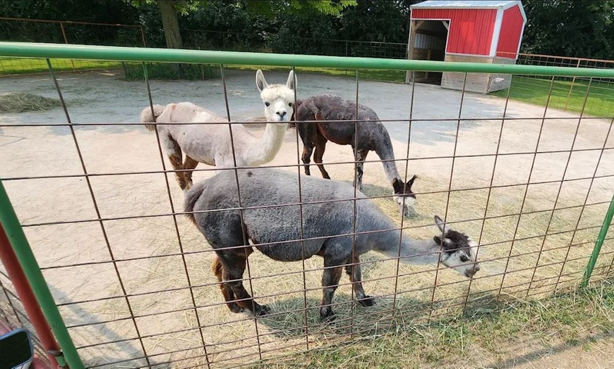 Image 8: Enjoy Family-Friendly Green Meadows Petting Farm in Milwaukee Area