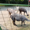 Image 8: Enjoy Family-Friendly Green Meadows Petting Farm in Milwaukee Area