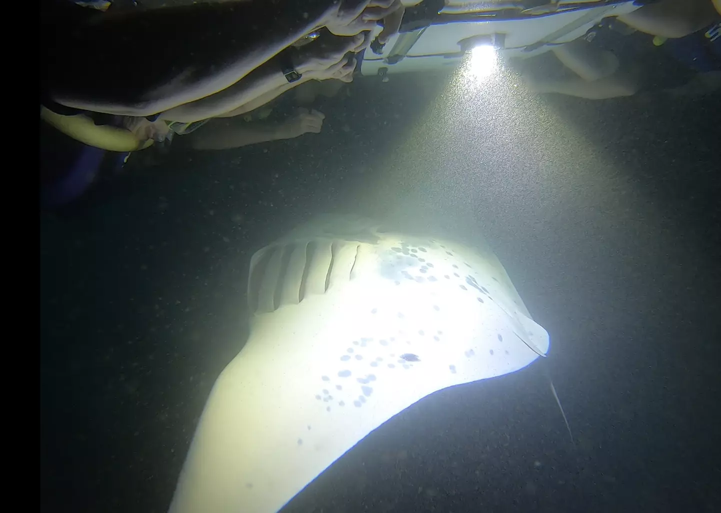 Up to 25% Off on Manta Ray Snorkel Adventure at Dolphin Discoveries - Primary Image