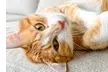 Your First Introduction Meeting for Expert In-Home Cat Sitting Services Across Bellevue, Redmond & More (50%) - Second Medium