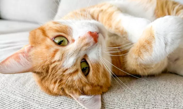 First Intro Meeting for Expert Cat Sitting