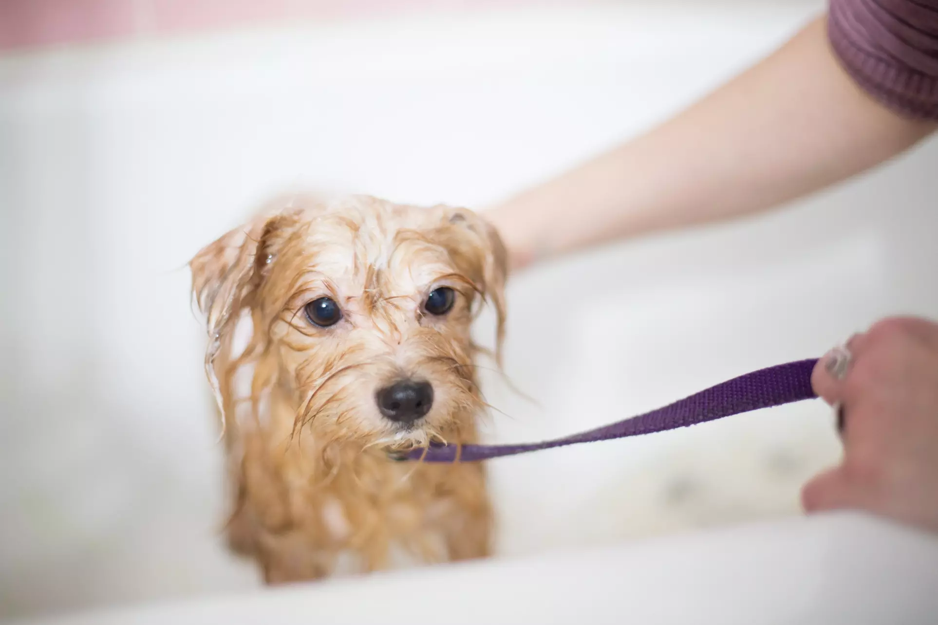 Up to 40% Off on Pet Grooming at Seattle Canine Club - Primary Image