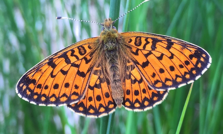 Image 5: Wildlife Experience in the Mendips by Wilder Skies