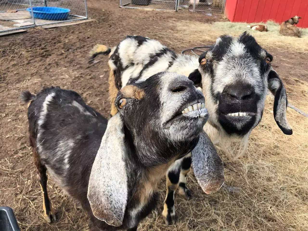 Up to 40% Off on Farm Tour at Circle L Ranch Animal Rescue And Sanctuary - Primary Image