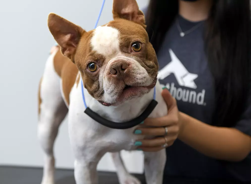 Up to 24% Off on Pet Grooming at Scenthound River Oaks - Second Medium