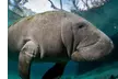 Experience Unforgettable Manatee Encounters on a Guided 3-Hour Tour in Crystal River, FL - Second Medium