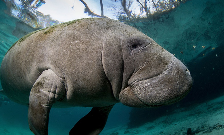 Image 2: Up to 29% Off Guided 3-Hour Tour in Crystal River, FL