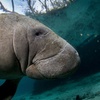 Image 2: Up to 29% Off Guided 3-Hour Tour in Crystal River, FL
