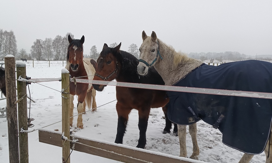 Image 3: Bis zu 48% Rabatt auf Reiten – Training bei Geli's Hofcafe