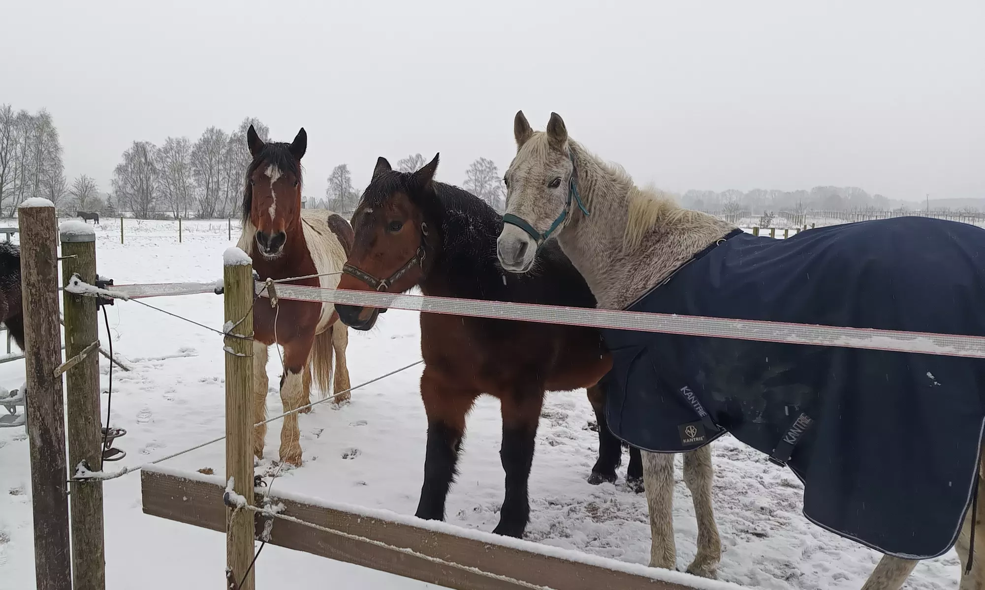 Bis zu 48% Rabatt auf Reiten – Training bei Geli's Hofcafe