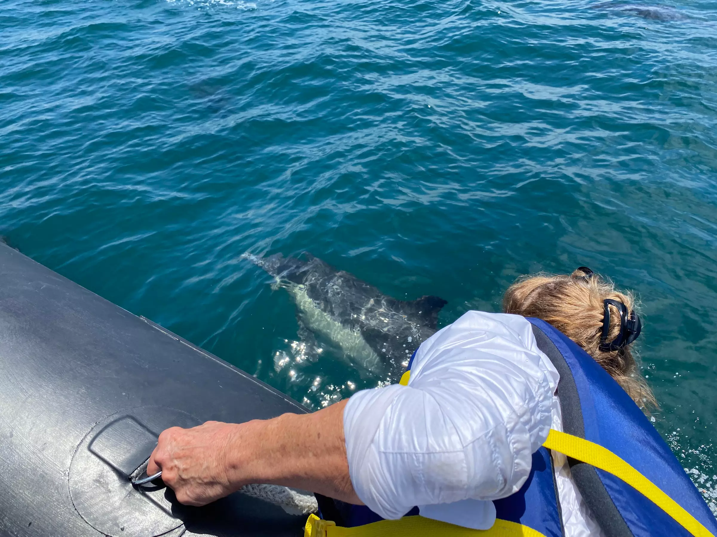 Up to 27% Off on Whale / Wildlife Watching (Activity / Experience) at Oceanside Coastal Expeditions - Second Medium