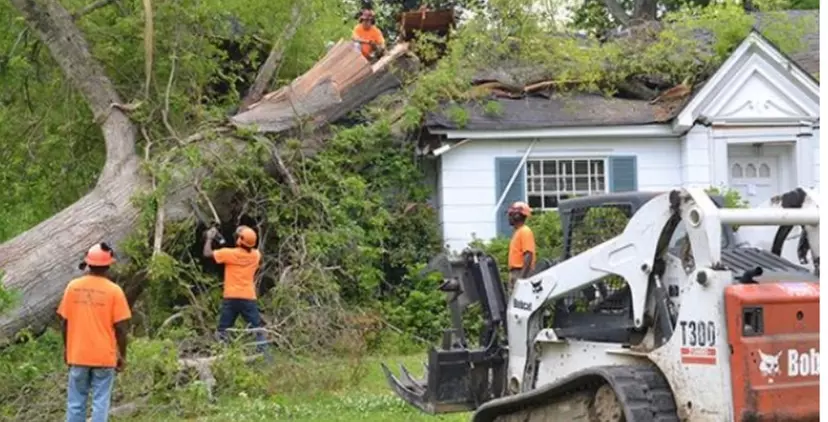 Up to 46% Off on Tree Trimming at Professional Tree Service LLC. - Primary Image