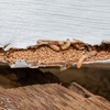 Image 1: Up to 60% Off on Pest Control Service - Termite at Impressive Exterminating Pest Control