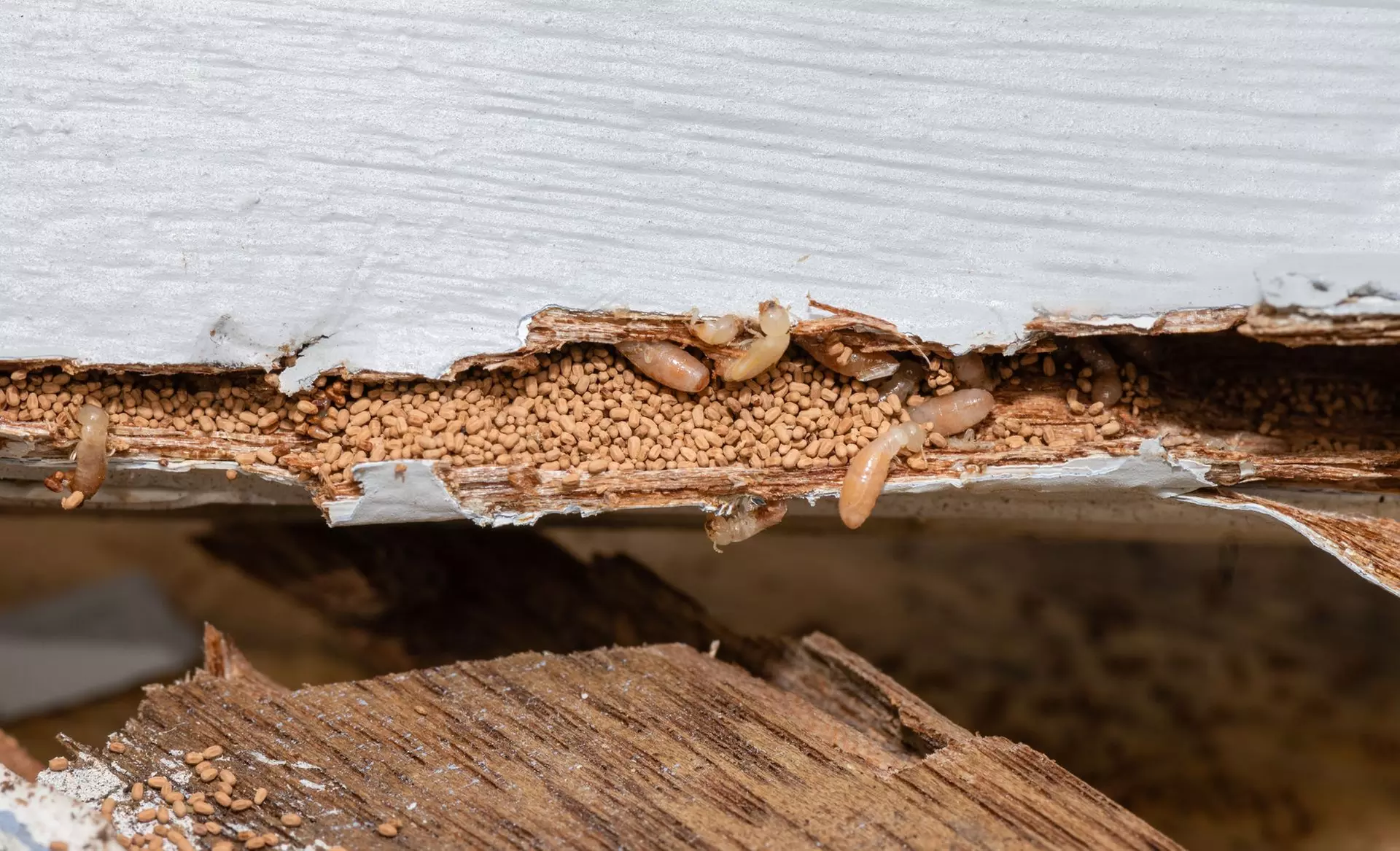 Up to 55% Off on Pest Control Service - Termite at Impressive Exterminating Pest Control