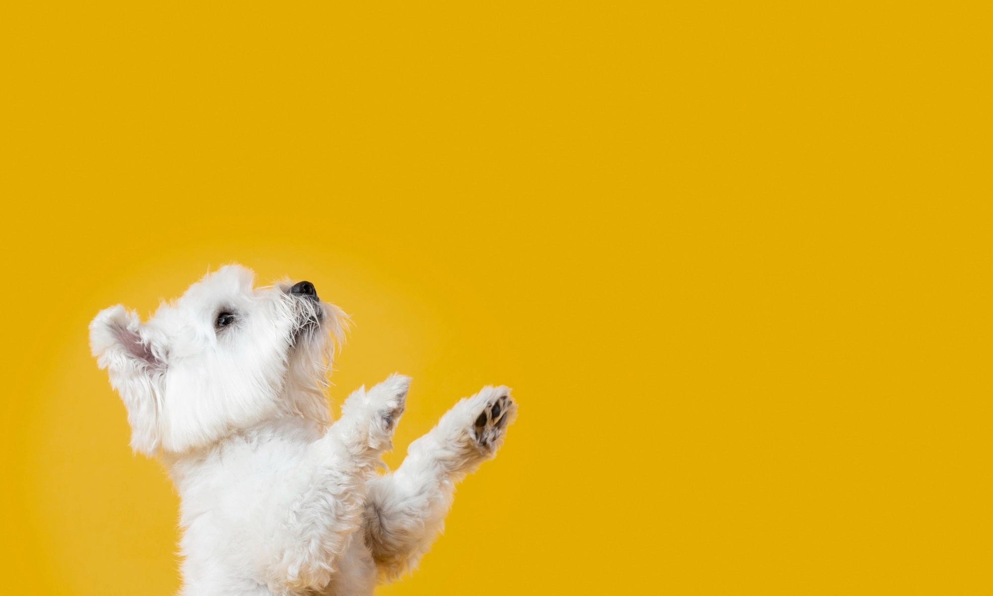 Full Grooming Service - Cat or Small, Medium or Large Dog Package