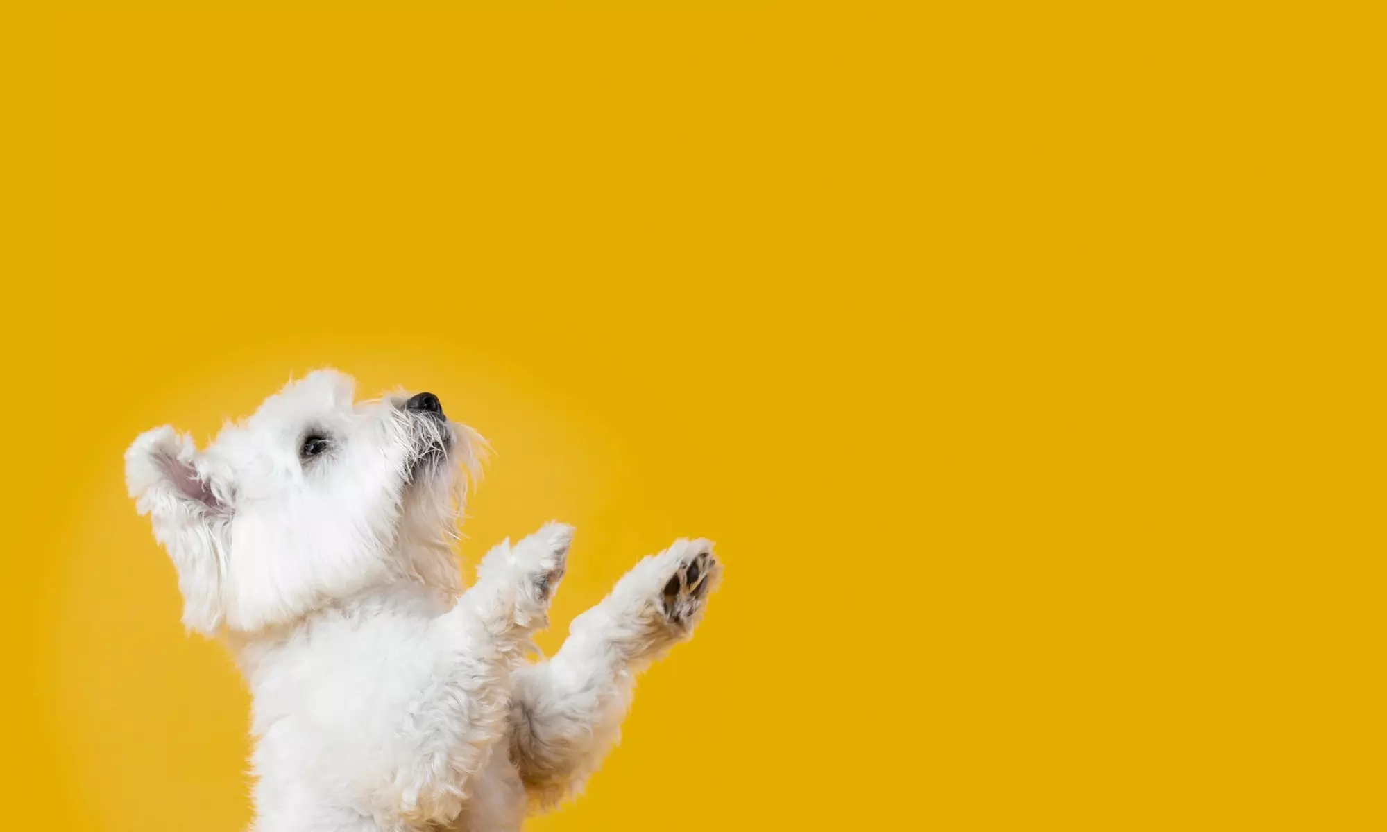 Comprehensive Full Grooming Service For Cat or Small, Medium, or Large Dog Package At Petholicks (Up to 50% Off) - Primary Image