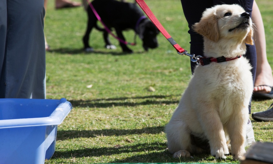 Image 1: Up to 67% Off on Puppy and Dog Training at Expert Skills UK