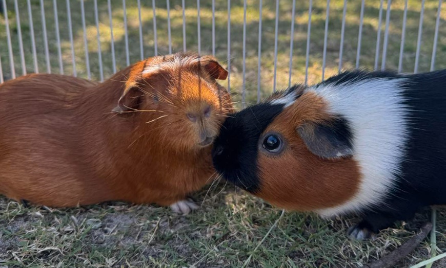 Image 12: Exclusive Wildlife Adventure: VIP Sunset Tour & Exotic Animal Feeding 