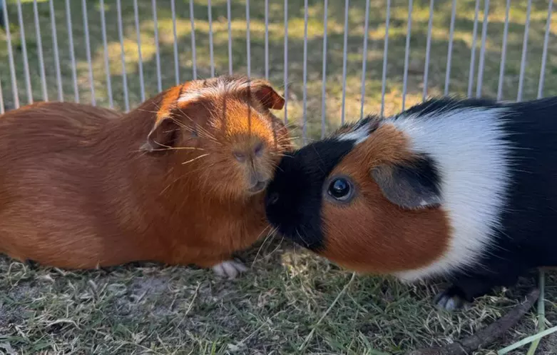 Exclusive Wildlife Adventure: VIP Sunset Tour & Exotic Animal Feeding