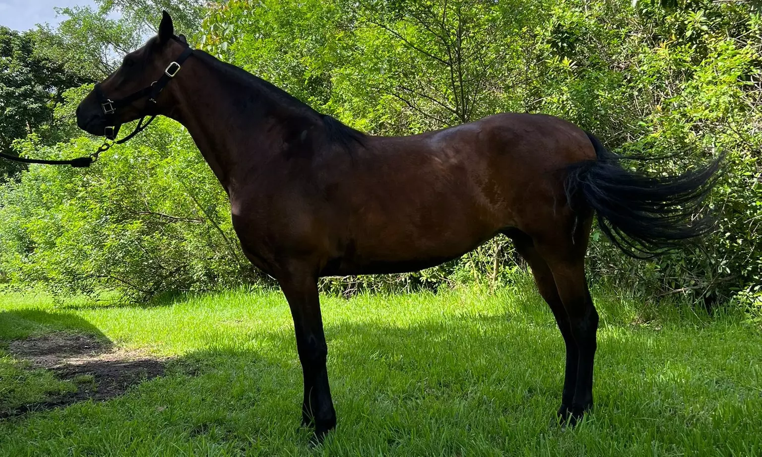 Up to 13% Off on Horse Back Riding at Horizon Horses and More