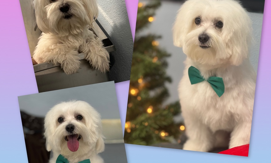 Image 10: Up to 46% Off on Pet Grooming at Dog and Cat Planet